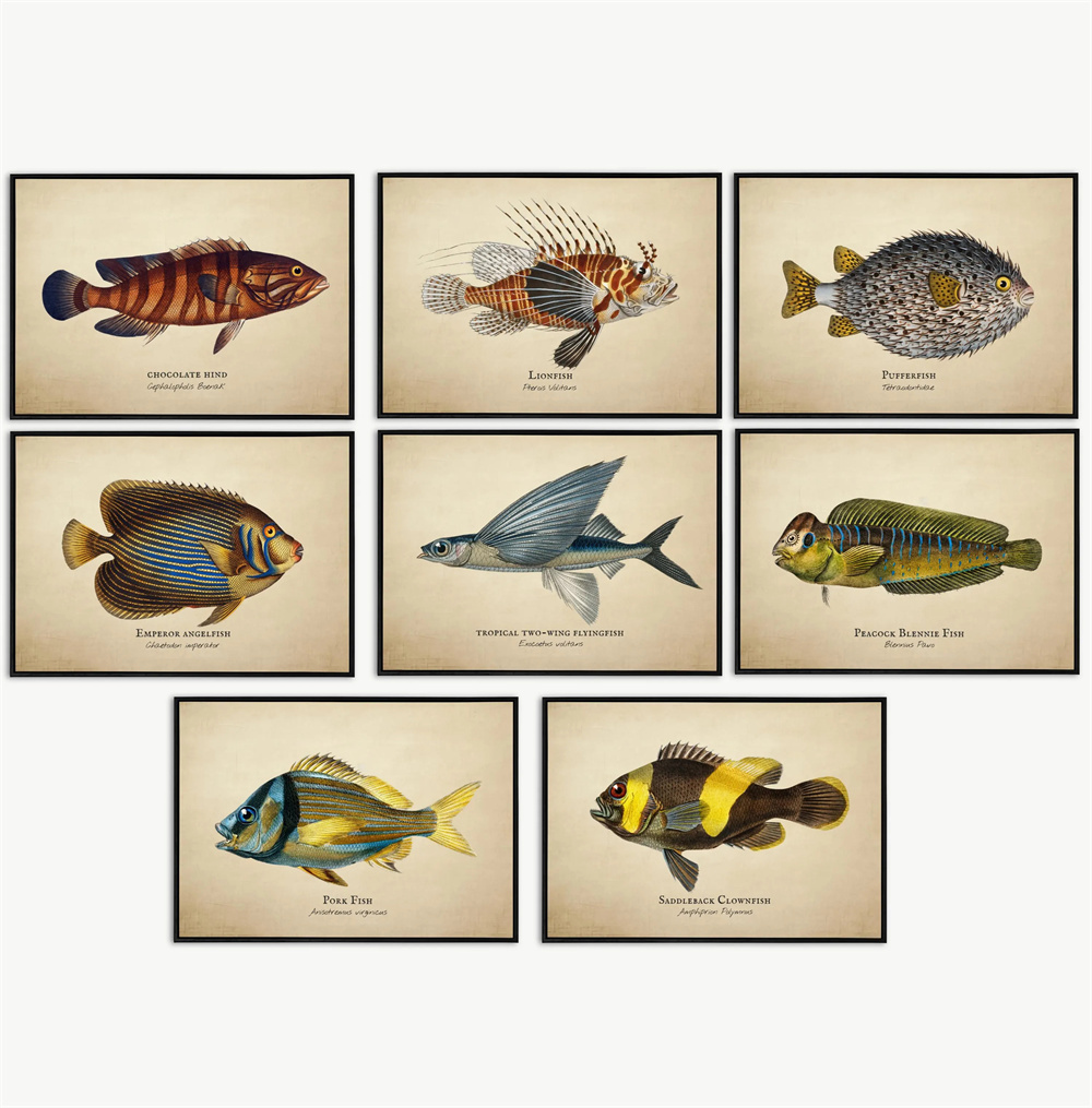 Aquarium Marine - Vintage Pictures Tropical Fish Jellyfish Shells